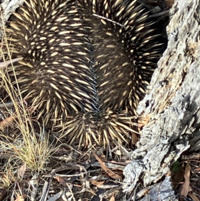 Tachyglossus aculeatus (Short-beaked Echidna) at Fentons Creek, VIC - 23 Apr 2024 by KL