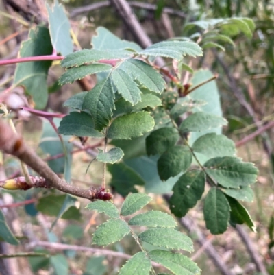 Sorbus domestica (Service Tree) at Mount Majura - 1 May 2024 by waltraud