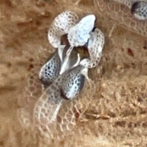 Corythucha ciliata at Russell, ACT - 2 May 2024