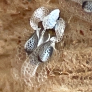 Corythucha ciliata at Russell, ACT - 2 May 2024 02:37 PM