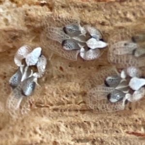 Corythucha ciliata at Russell, ACT - 2 May 2024