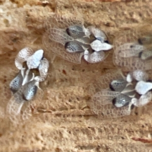 Corythucha ciliata at Russell, ACT - 2 May 2024 02:37 PM