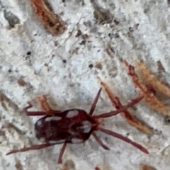 Erythraeidae (family) (Erythraeid mite) at Russell, ACT - 2 May 2024 by Hejor1