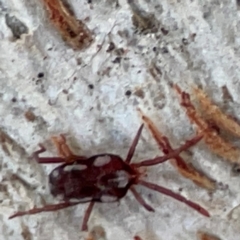 Erythraeidae (family) (Erythraeid mite) at Russell, ACT - 2 May 2024 by Hejor1