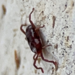 Erythraeidae (family) at Russell, ACT - 2 May 2024