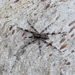 Cycloctenidae (family) at suppressed - 2 May 2024