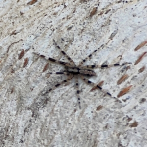 Cycloctenidae (family) at suppressed - 2 May 2024