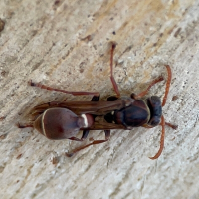 Ropalidia plebeiana (Small brown paper wasp) at Russell, ACT - 2 May 2024 by Hejor1