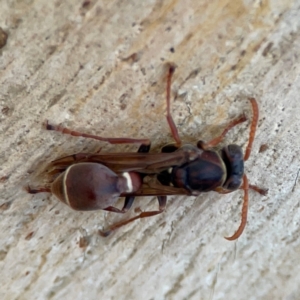 Ropalidia plebeiana (Small brown paper wasp) at Russell, ACT by Hejor1