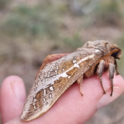 Oxycanus australis (Southern Oxycanus) at Bungendore, NSW - 2 May 2024 by clarehoneydove