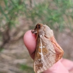 Oxycanus australis at QPRC LGA - 2 May 2024