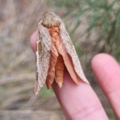 Oxycanus australis at QPRC LGA - 2 May 2024