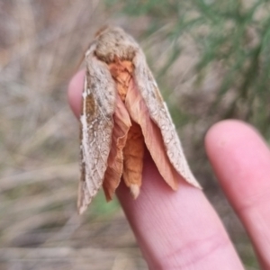 Oxycanus australis at QPRC LGA - 2 May 2024