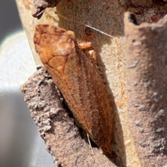 Stenocotini sp. (tribe) at Russell, ACT - 2 May 2024 02:30 PM