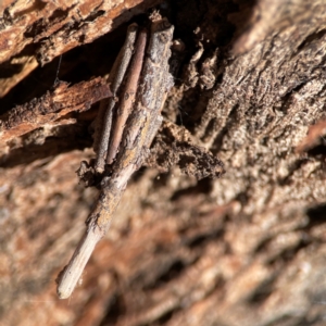 Clania ignobilis (Faggot Case Moth) at Russell, ACT by Hejor1