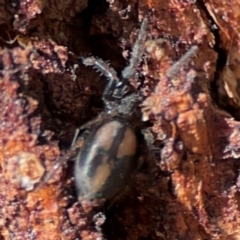 Unidentified Orb-weaving spider (several families) at Russell, ACT - 2 May 2024 by Hejor1