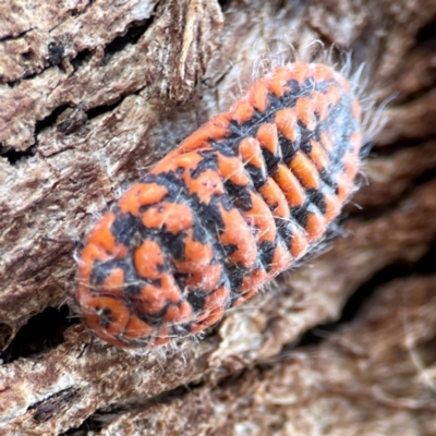 Monophlebulus sp. (genus) (Giant Snowball Mealybug) at Russell, ACT - 2 May 2024 by Hejor1