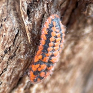 Monophlebulus sp. (genus) at Russell, ACT - 2 May 2024