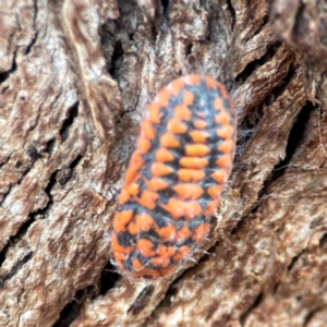 Monophlebulus sp. (genus) at Russell, ACT - 2 May 2024