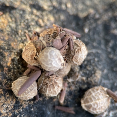 Unidentified Other web-building spider at Russell, ACT - 2 May 2024 by Hejor1