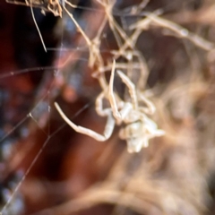 Philoponella congregabilis at Russell, ACT - 2 May 2024