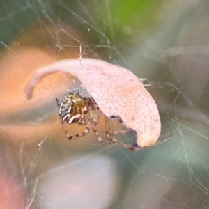 Theridion pyramidale at Russell, ACT - 2 May 2024