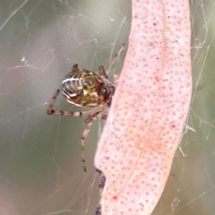 Theridion pyramidale at Russell, ACT - 2 May 2024 02:01 PM