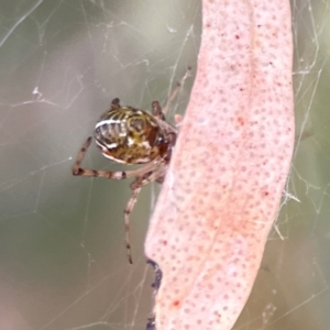 Theridion pyramidale at Russell, ACT - 2 May 2024