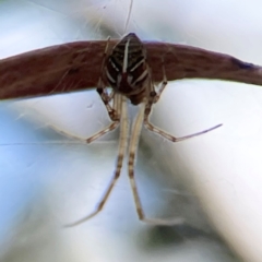 Theridion pyramidale at Russell, ACT - 2 May 2024