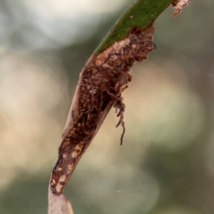 Hypertrophidae sp. (family) at Russell, ACT - 2 May 2024