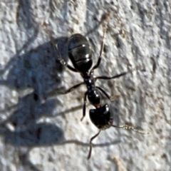 Anonychomyrma sp. (genus) (Black Cocktail Ant) at Black Mountain - 1 May 2024 by Hejor1
