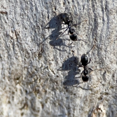 Anonychomyrma sp. (genus) at Point 4997 - 1 May 2024