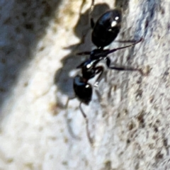 Anonychomyrma sp. (genus) at Point 4997 - 1 May 2024