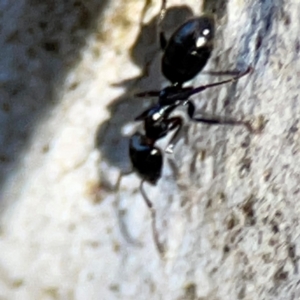 Anonychomyrma sp. (genus) at Point 4997 - 1 May 2024