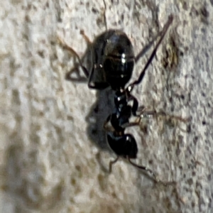 Anonychomyrma sp. (genus) at Point 4997 - 1 May 2024