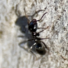 Anonychomyrma sp. (genus) at Point 4997 - 1 May 2024