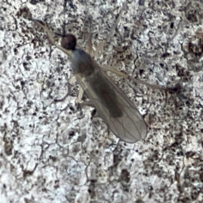 Diptera (order) at Acton, ACT - 1 May 2024 by Hejor1