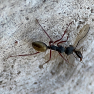 Camponotus suffusus (Golden-tailed sugar ant) at Point 4997 by Hejor1