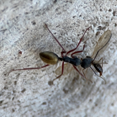 Camponotus suffusus (Golden-tailed sugar ant) at Acton, ACT - 1 May 2024 by Hejor1