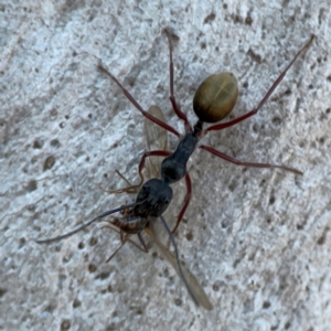 Camponotus suffusus at Point 4997 - 1 May 2024