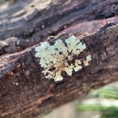 Flavoparmelia sp. (Flavoparmelia Lichen) at Point 4997 - 1 May 2024 by Hejor1