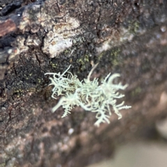 Usnea sp. (genus) (Bearded lichen) at Black Mountain - 1 May 2024 by Hejor1