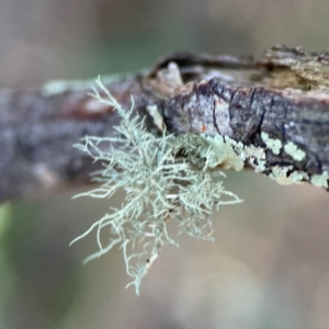 Usnea sp. (genus) at Point 4997 - 1 May 2024 02:45 PM