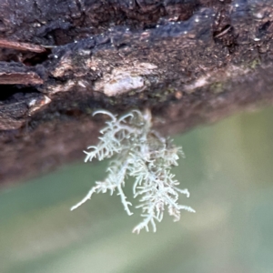 Usnea sp. (genus) at Point 4997 - 1 May 2024 02:45 PM