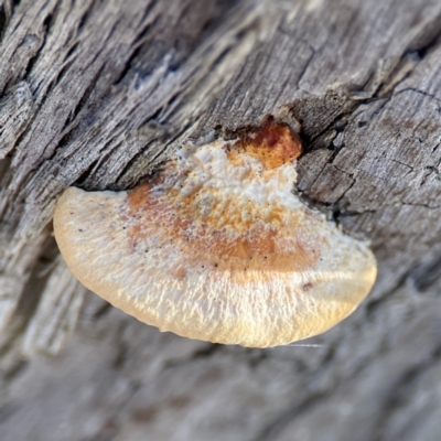 Truncospora ochroleuca at Black Mountain - 1 May 2024 by Hejor1