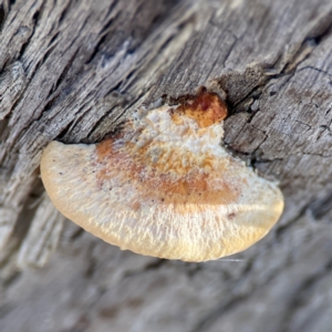 Polypore sp. at suppressed by Hejor1