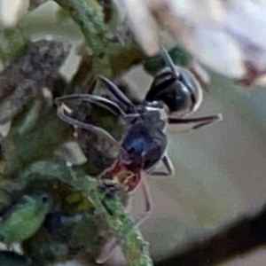 Iridomyrmex sp. (genus) (Ant) at Point 4997 by Hejor1