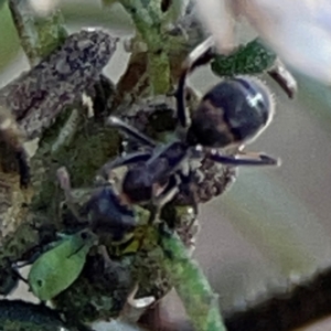 Iridomyrmex sp. (genus) at Point 4997 - 1 May 2024 02:58 PM