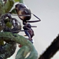 Iridomyrmex sp. (genus) at Point 4997 - 1 May 2024