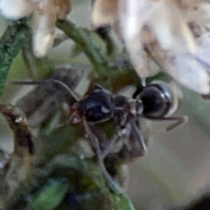 Iridomyrmex sp. (genus) at Point 4997 - 1 May 2024 02:58 PM